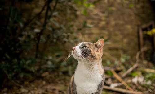 Close-up of a cat looking away