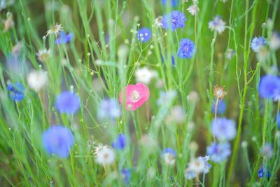 Close-up of purple poppy flowers blooming on field