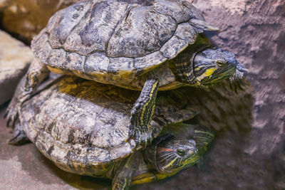 Close-up of turtle on rock