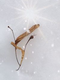 Close-up of insect on white surface