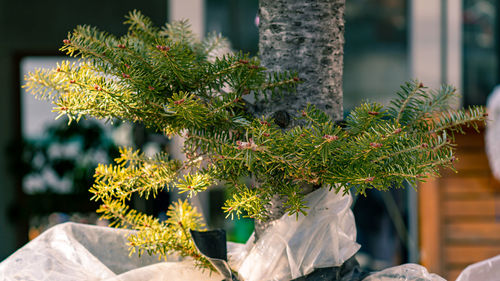 Close-up of potted plant on window