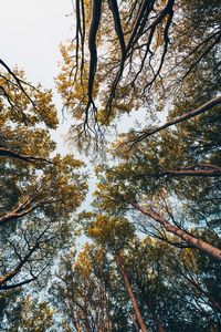 Low angle view of trees in forest against sky