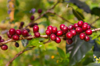 Close-up of coffee on plant