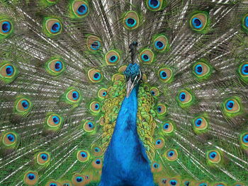 Close-up of peacock