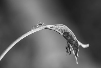 Close-up of insect on a branch