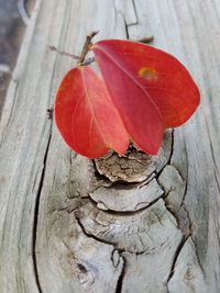 Close-up of red leaf on wooden plank
