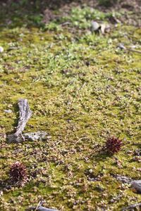 High angle view of snake on field