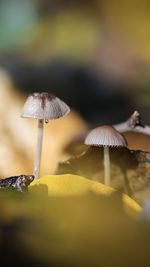 Close-up of mushroom growing on land