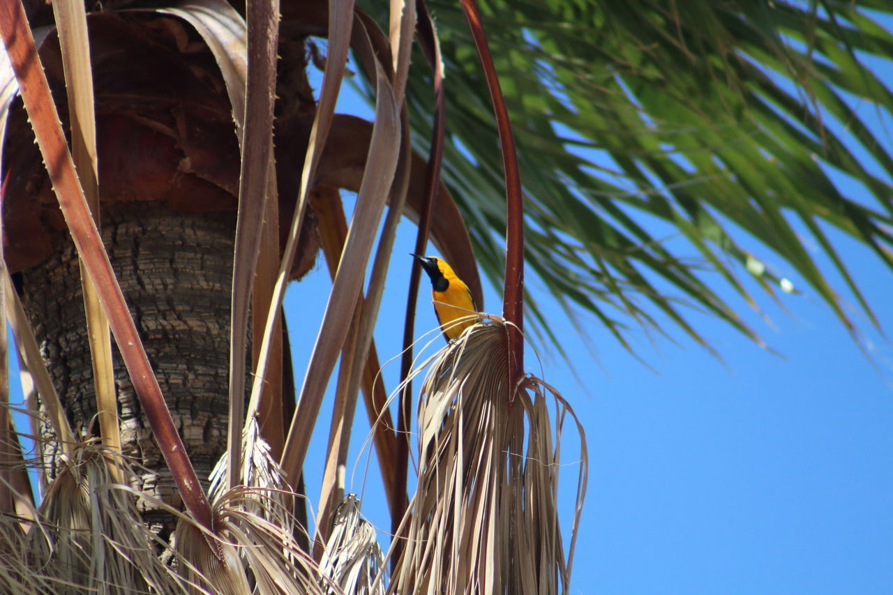 Hooded oriole