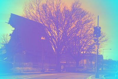 Bare tree against building in city