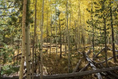 Trees in forest during autumn