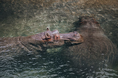 Close-up of crocodile in water