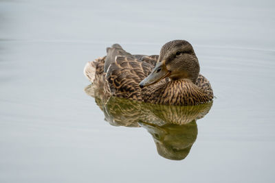 Duck swimming in lake