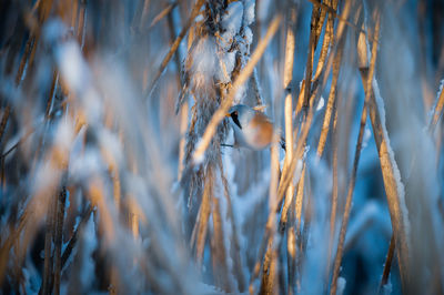View of birds perching on snow covered plants
