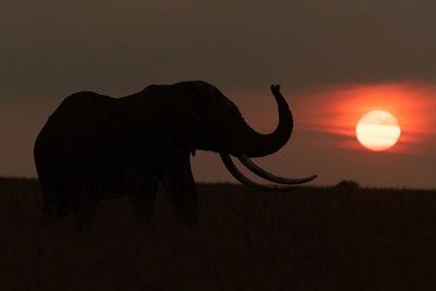 African bush elephant raises trunk at sunset