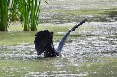 Bird flying over lake