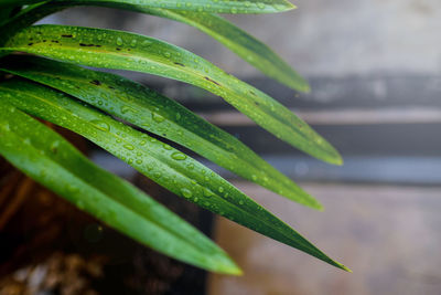 Close-up of wet plant