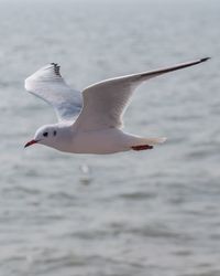 Seagull flying over sea