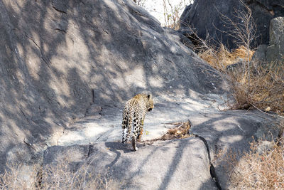 View of cat on rock