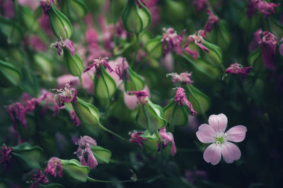 Close up image of dry flowers. minimalist flower background.