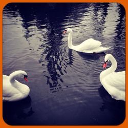 Swan swimming in water