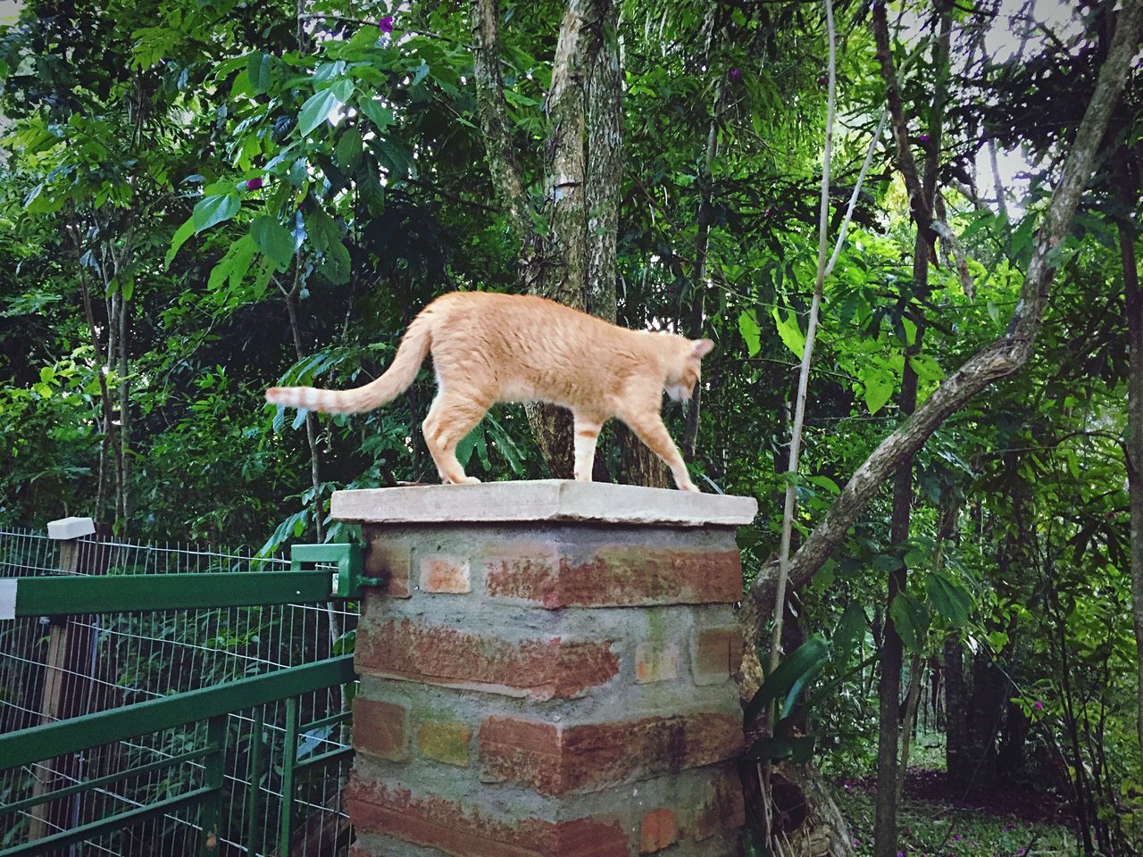 Gate column