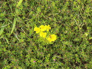 Close-up of yellow flowers blooming outdoors