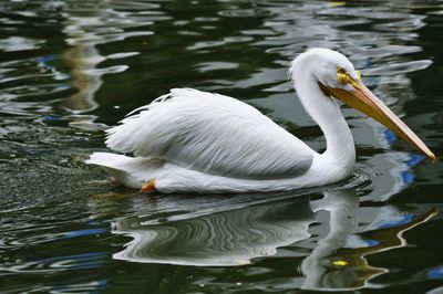 Side view of pelican on lake 