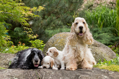 Portrait of dogs sitting outdoors