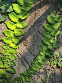 Close-up of cactus growing on tree trunk