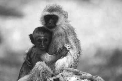 Close-up of two cute monkeys