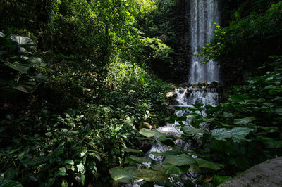 Scenic view of waterfall in forest