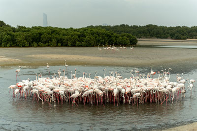 View of birds in lake