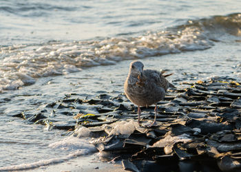 High angle view of seagull on beach