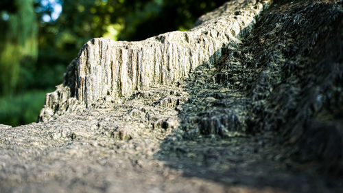 Close-up of tree stump in forest