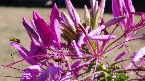 Close-up of pink flowers blooming outdoors