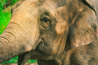 Close-up of elephant