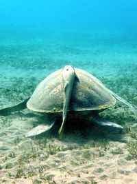 View of fish in sea