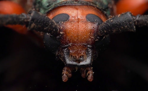 Close-up of an insect