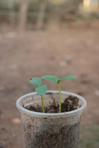 Close-up of potted plant on field