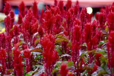 Close-up of red flowers