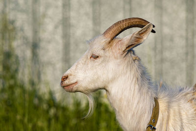 Goat on green summer meadow. side view.