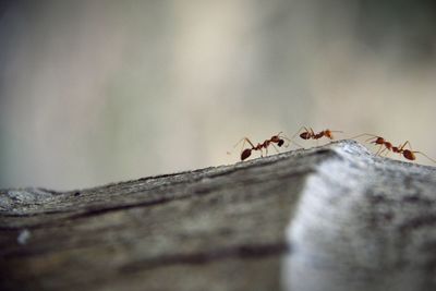 Close-up of red ants on wood