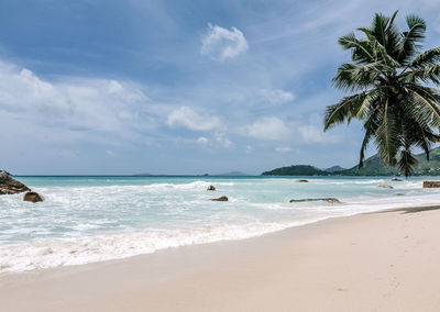 Empty idyllic sandy beach, palm tree, waves, horizon, sea.