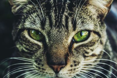 Close-up portrait of cat