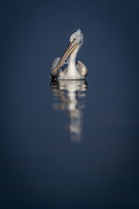 Close-up of pelican