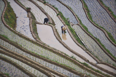 High angle view of people working at paddy field