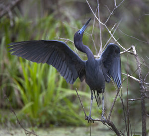 Close-up of gray heron flying