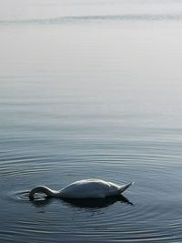 High angle view of duck swimming in sea