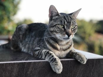 Close-up of a cat resting